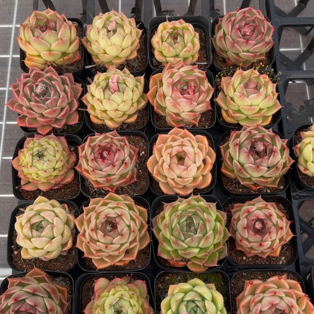 从前慢花园精选多肉海王珍妮