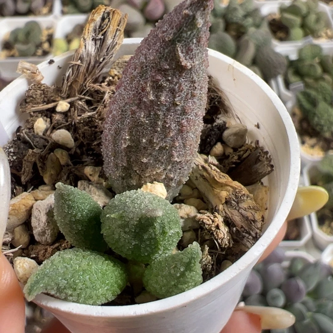 实生新品大苗多肉植物水泡多肉植物