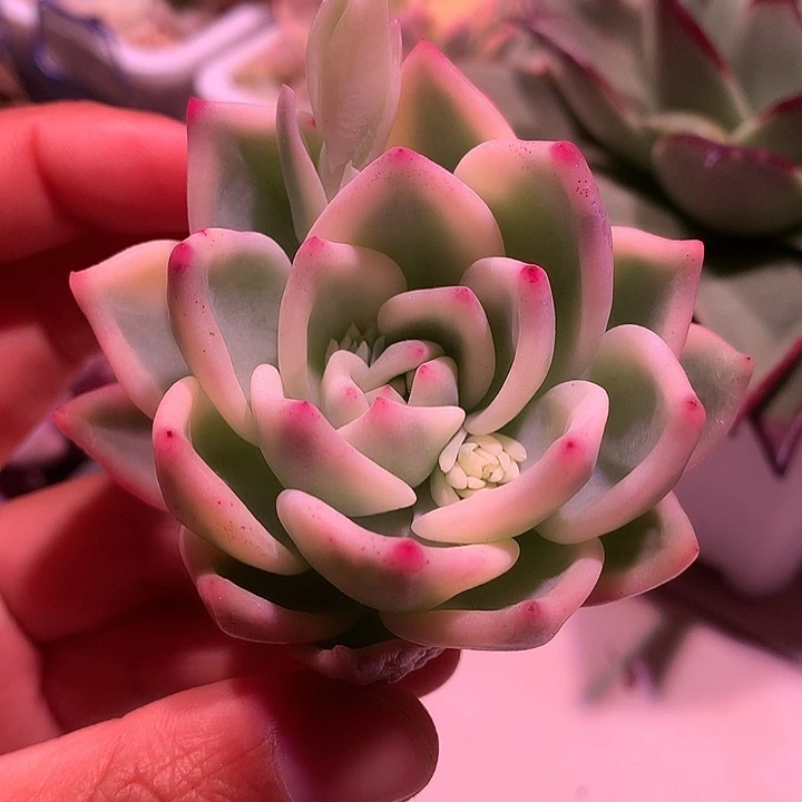 伊丽莎白锦活动价格