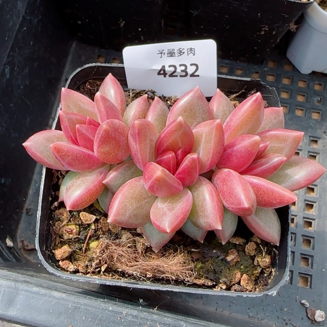 迷雾泡泡，4232多肉植物