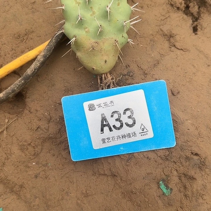 @***i阿帕奇硫磺仙人掌