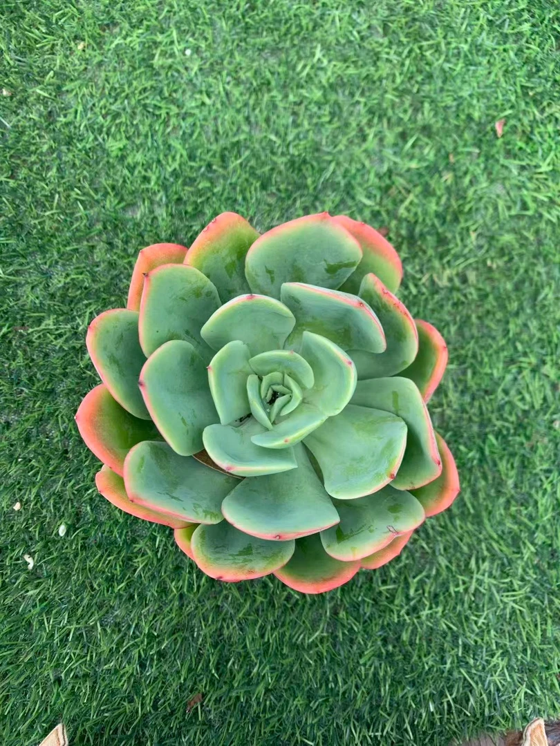 绮罗仙子多肉植物，满9.9包邮，云南军哥基地发货，新手，好养护，耐旱