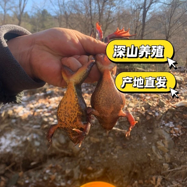 东北河鲜母蛤蟆大母豹时令新鲜美味吉林桦甸产地直发顺丰包邮