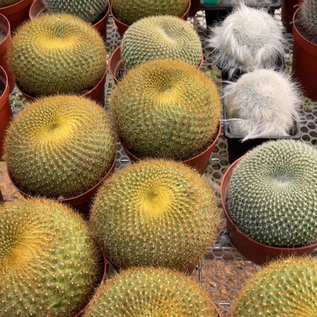 金雪光随机一颗。