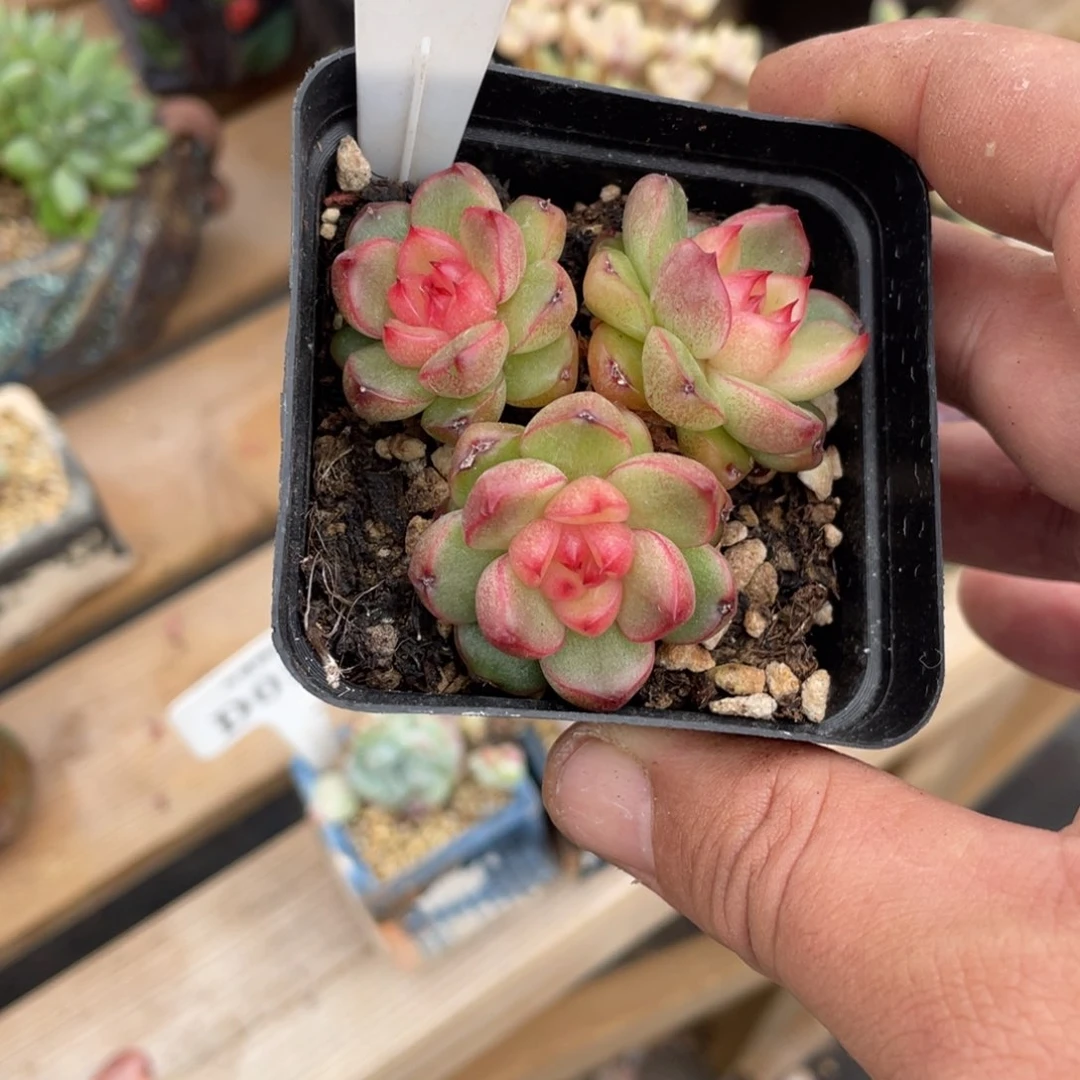 檀****宵112空灵不带盆6厘米啦啦