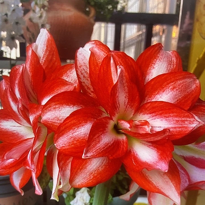 异域孔雀5厘米朱顶红