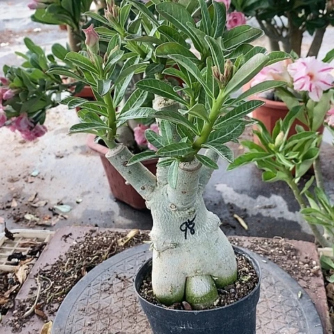 【闪购商品】无花朵嘉****