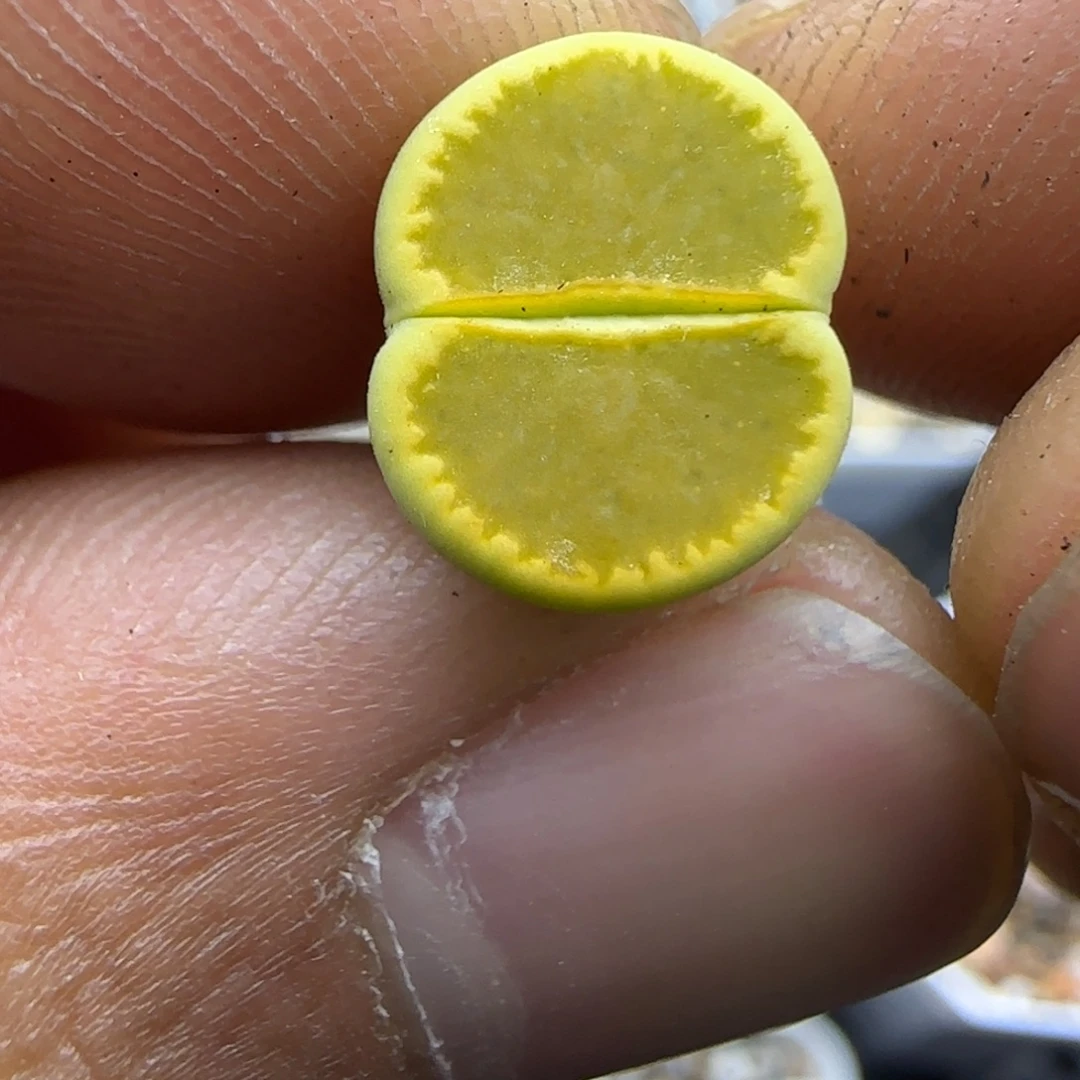 575 生石花大棚直播