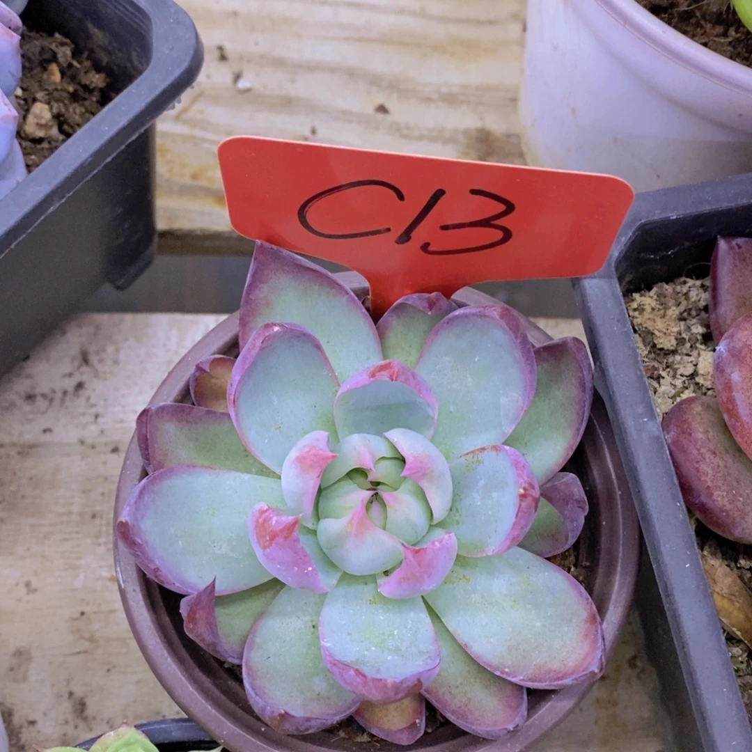 远***洋狂欢节，来了，开心多肉，