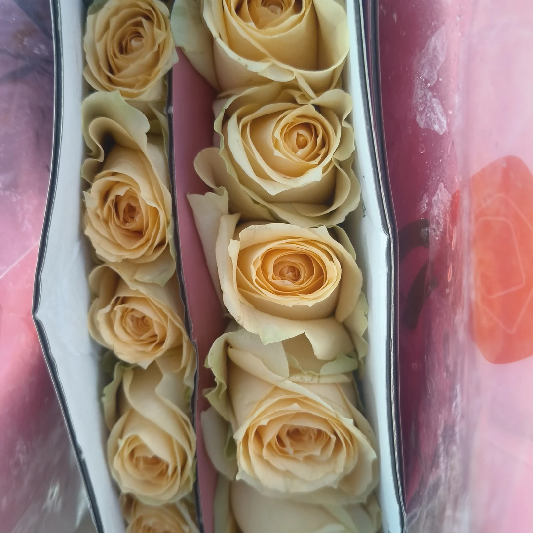 香槟玫瑰10支
