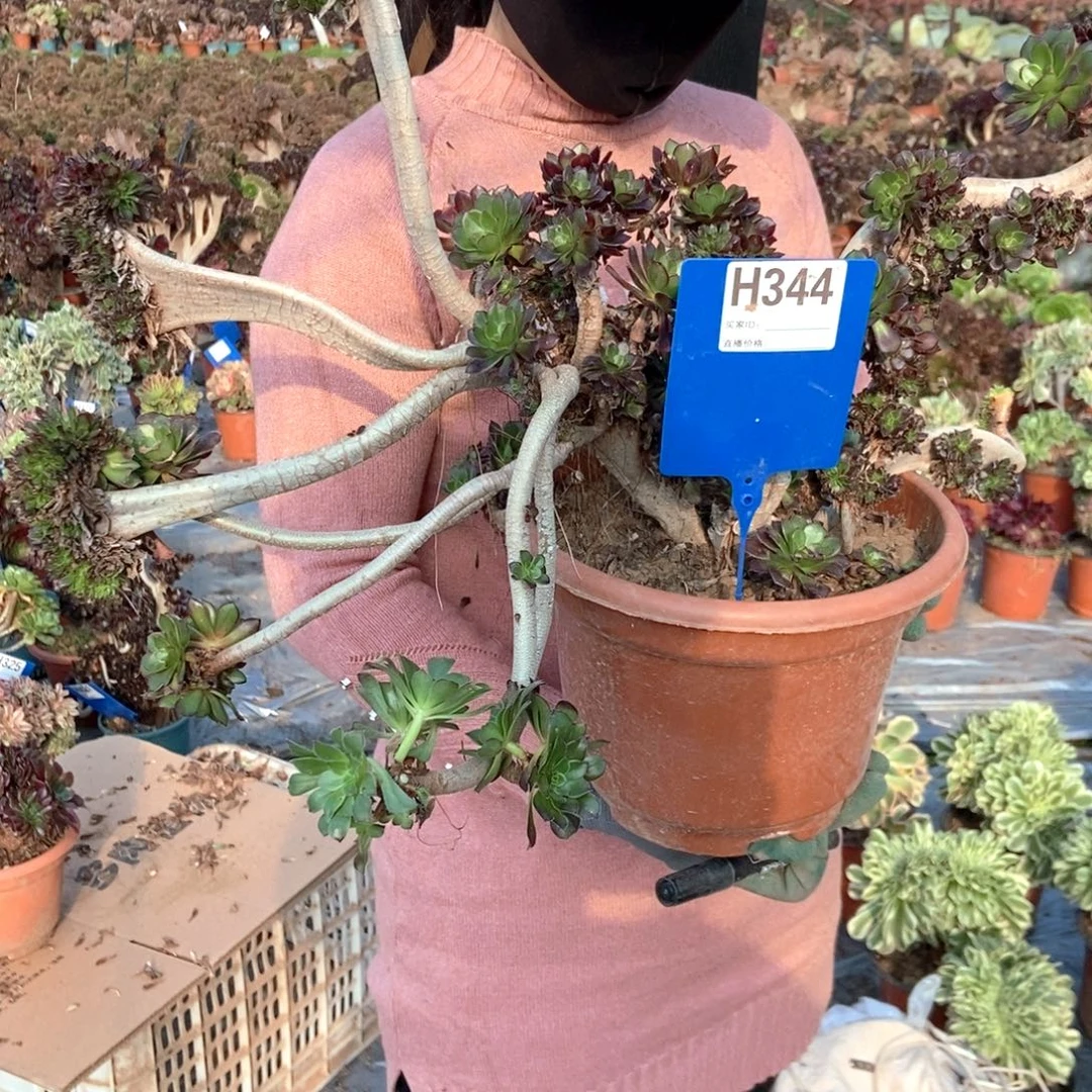 星***愿344黑缀化老桩老桩