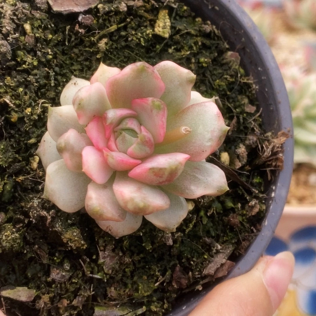 010血燕锦锦锦锦锦锦锦