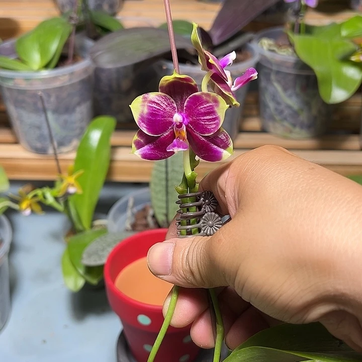 闻***雨大部分开放少量花苞