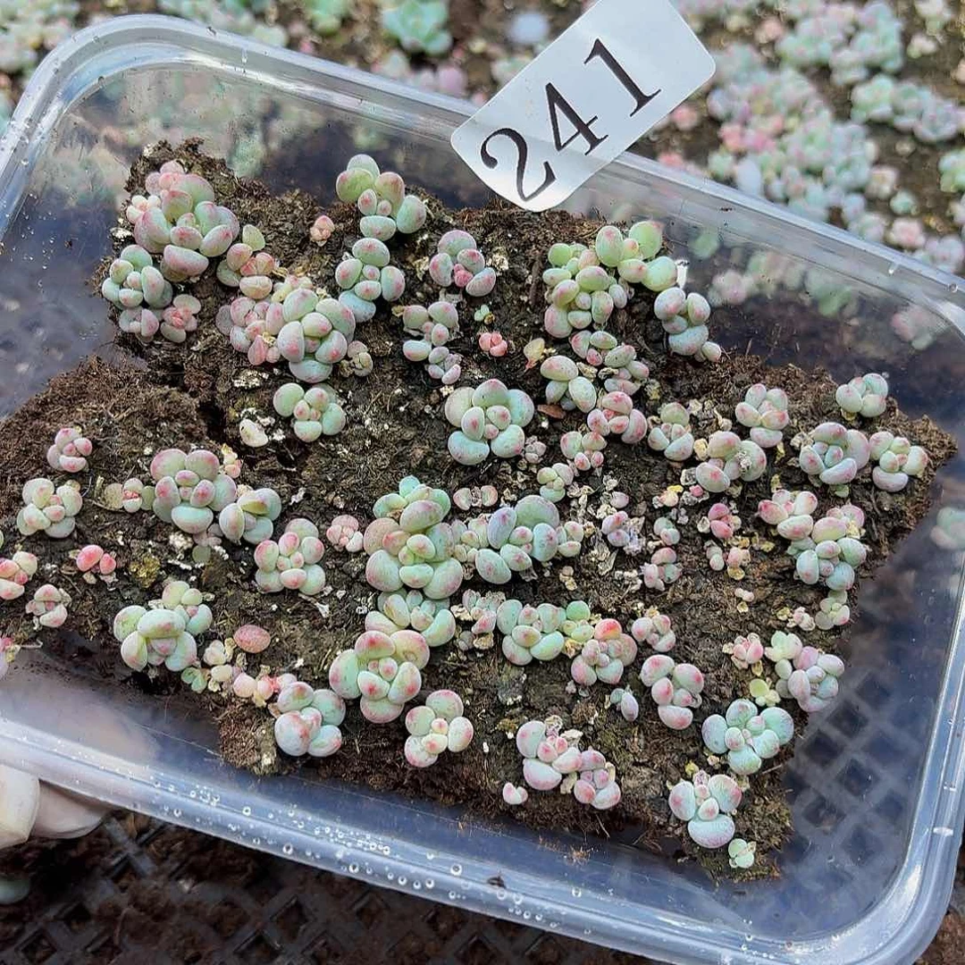 多肉植物多肉植物241