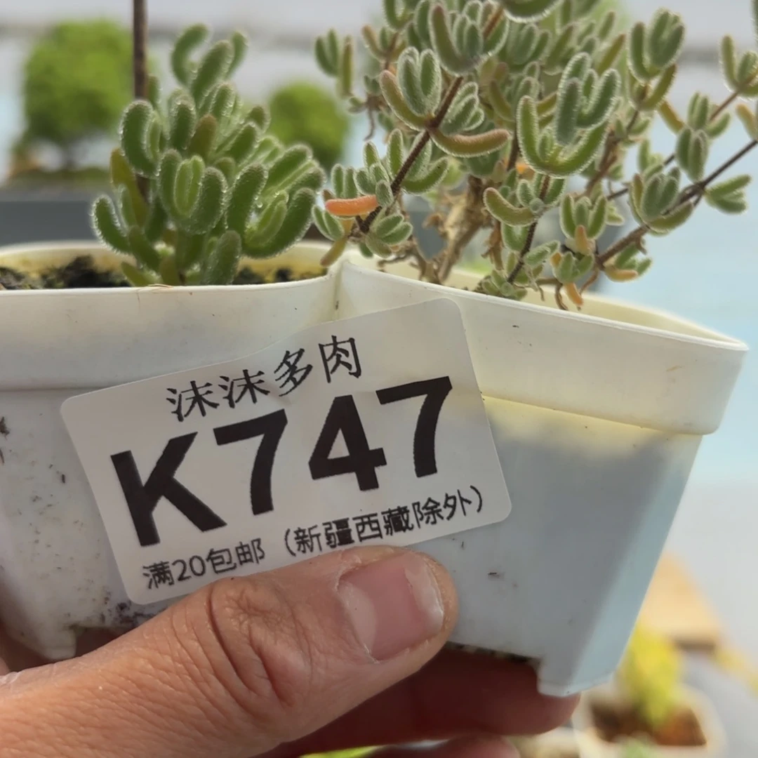 月***叶747冰紫和冰橙组合哦