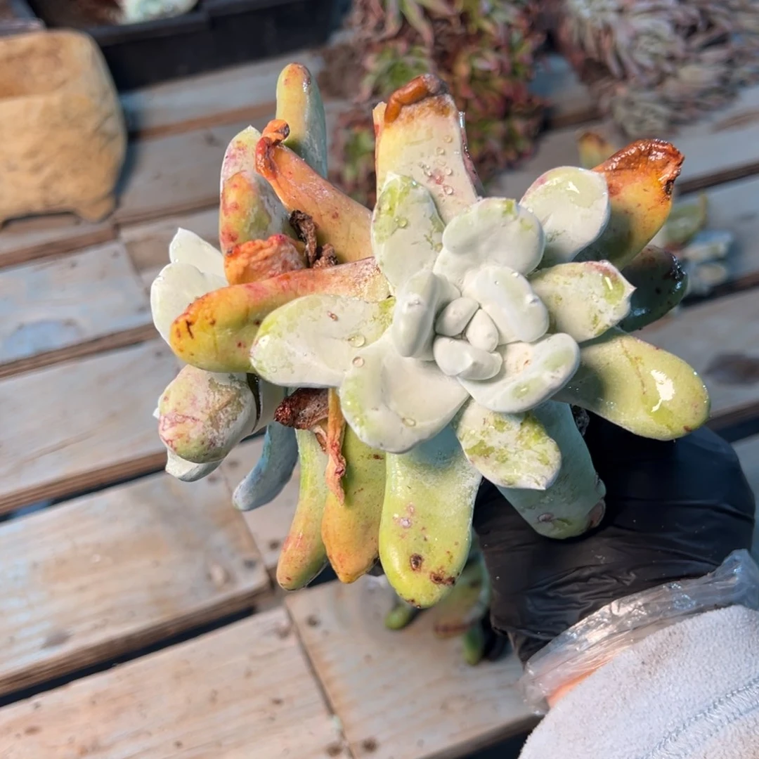 月*192哈哈哈哈哈哈哈哈