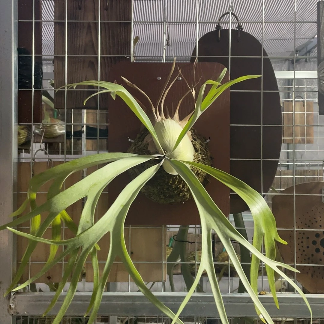 完全开放雷电鹿角蕨