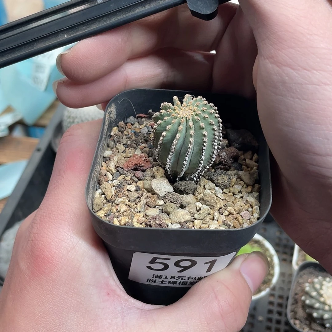 591博叶花笼（满18包邮）