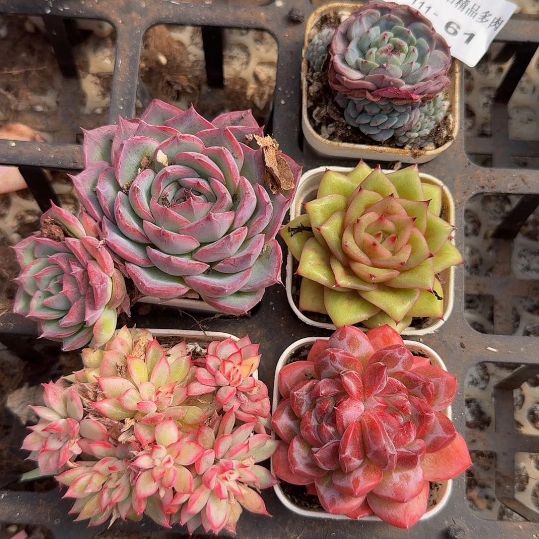 1111-61五颗多肉一物一拍