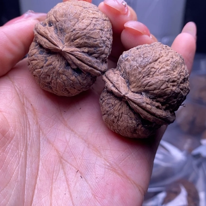 把件文玩核桃云南野生铁核桃17号36mm