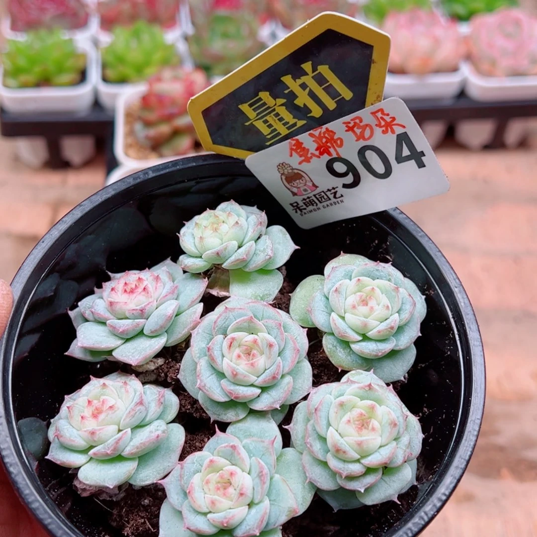 当前无花朵，栽培后可花朵