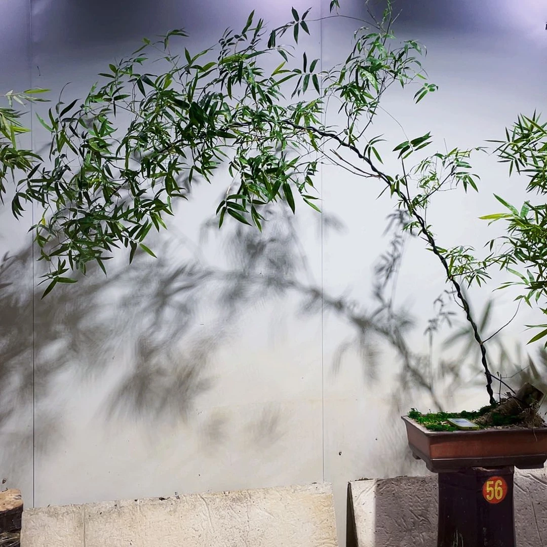 无花朵心****得小叶簕竹熟桩陶瓷盆一物一拍