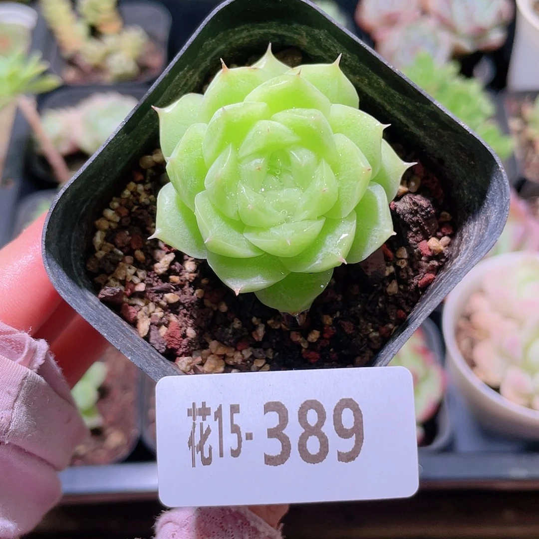 花利美15-389麦秆