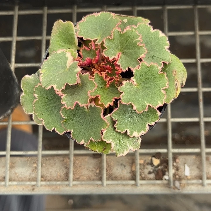 我也不知道我为什么要这样