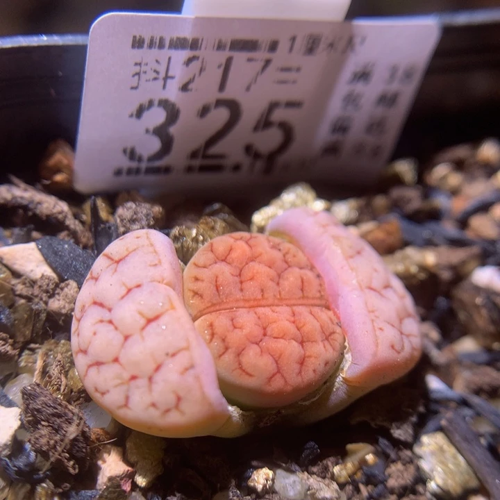 精品生石石217.325