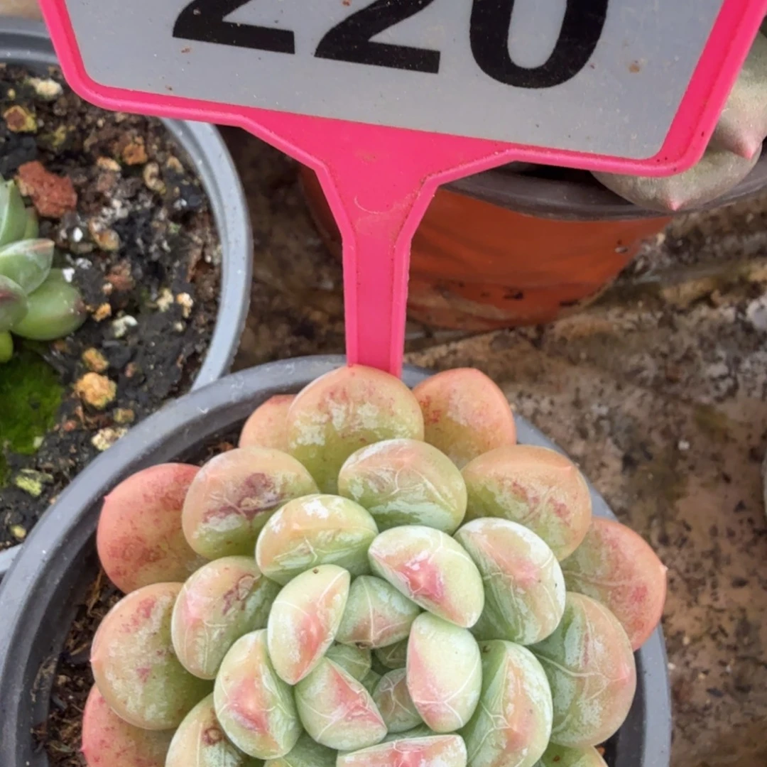 多肉植物百搭翡翠220