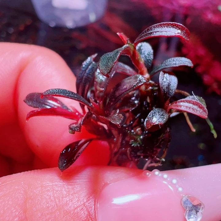 福利10号福利价植物一头