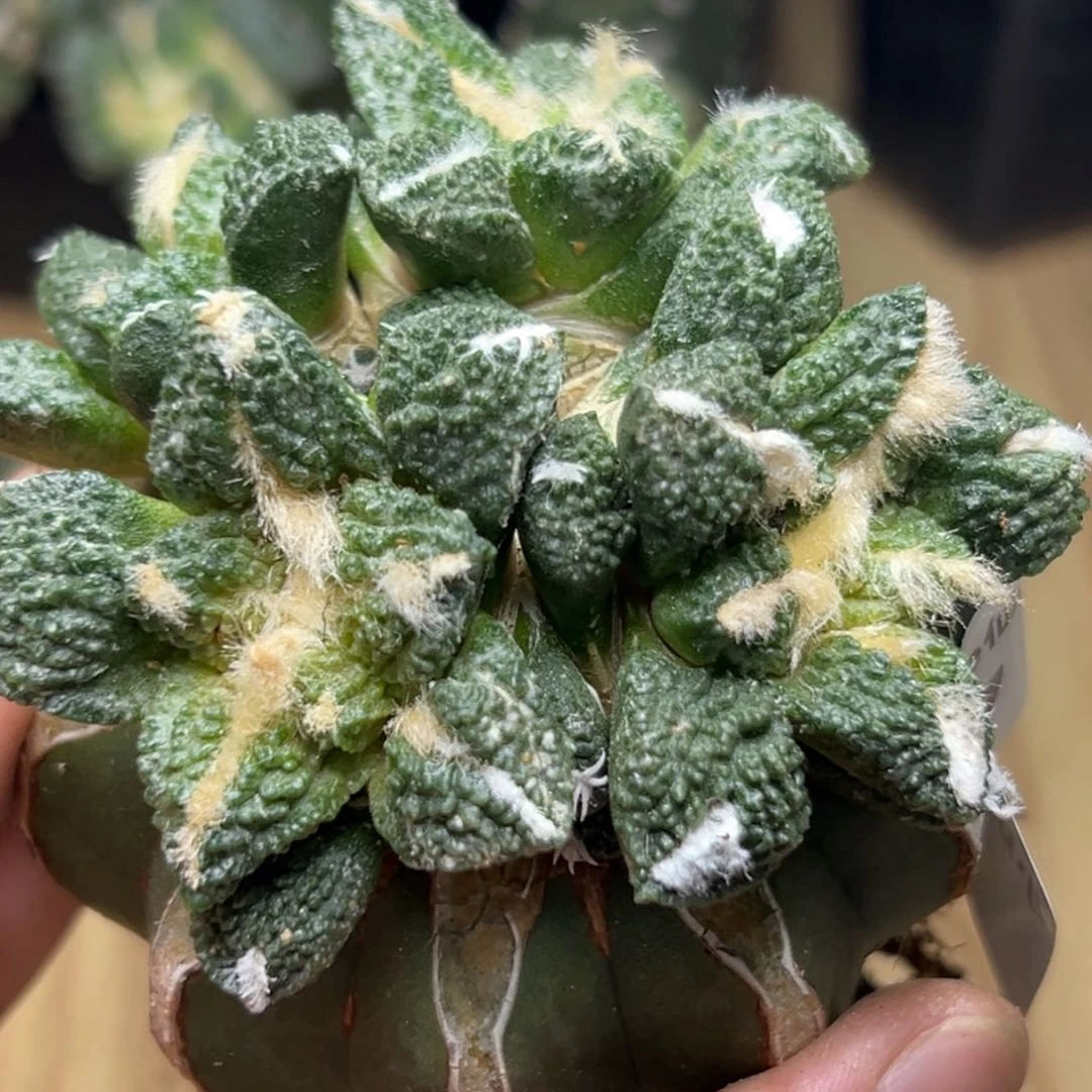 百***荷17 仙人球的牡丹啊