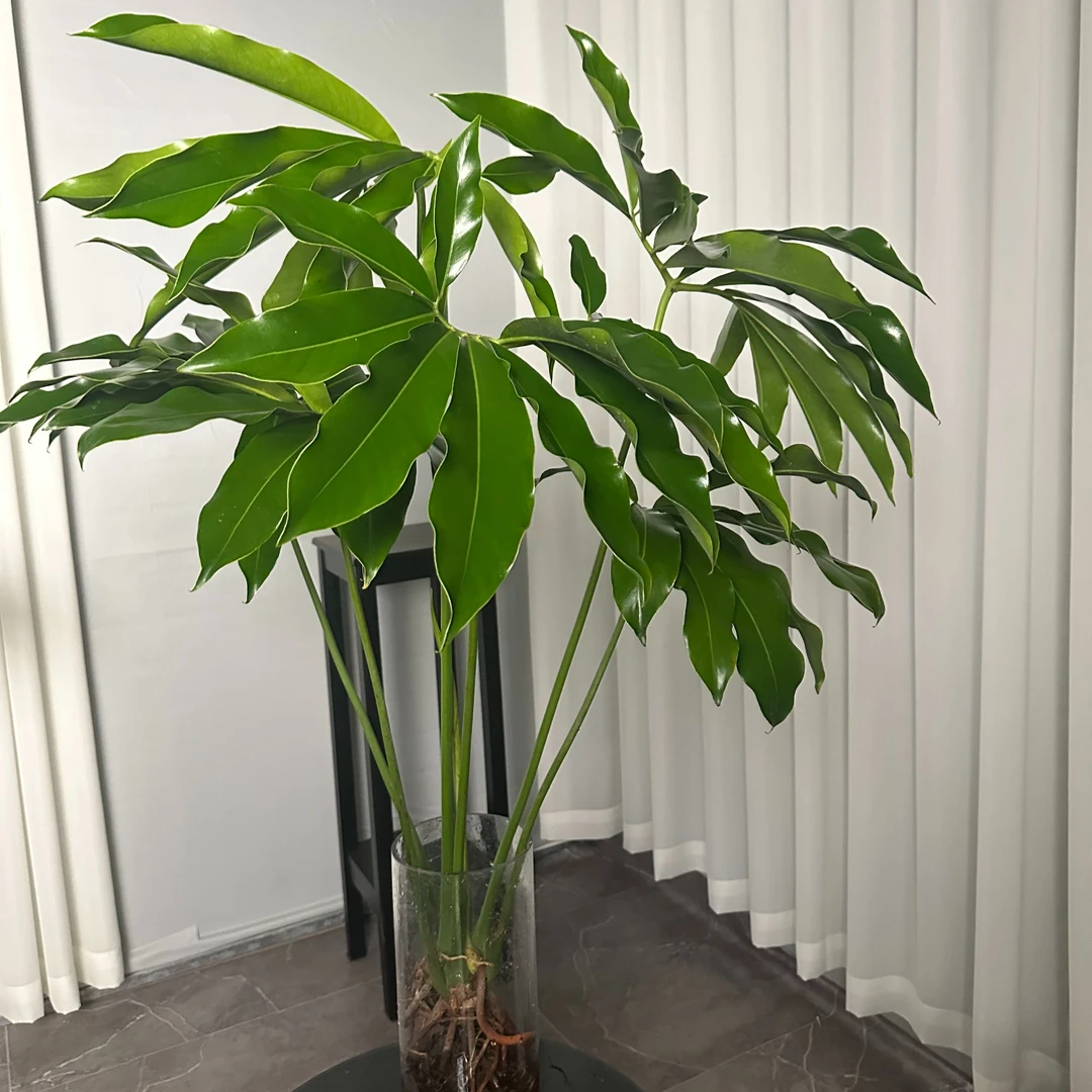 印第安羽70-90cm五子登科开春必入绿植耐阴耐热网红观叶北欧风