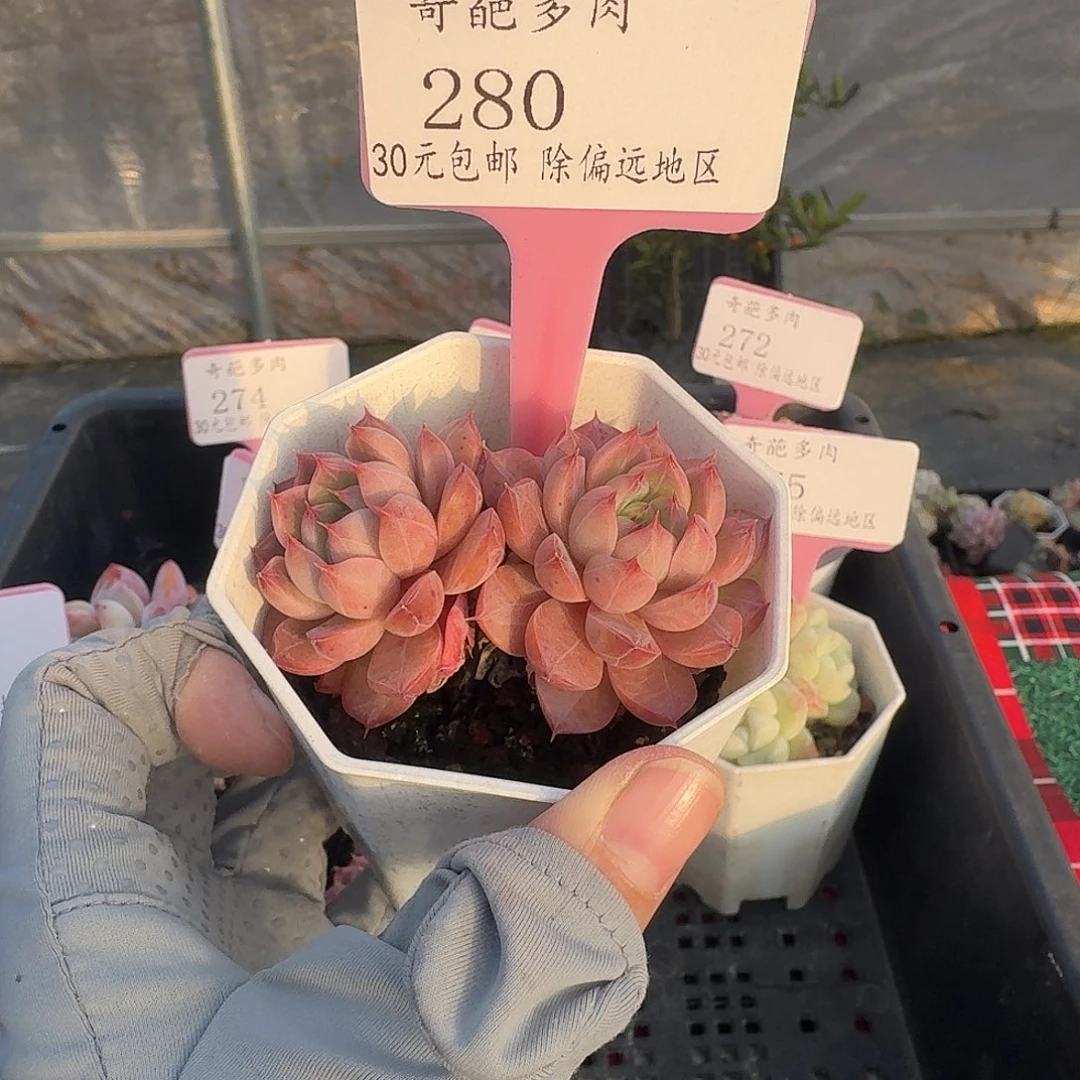 280 脱土 一物一拍 不包整