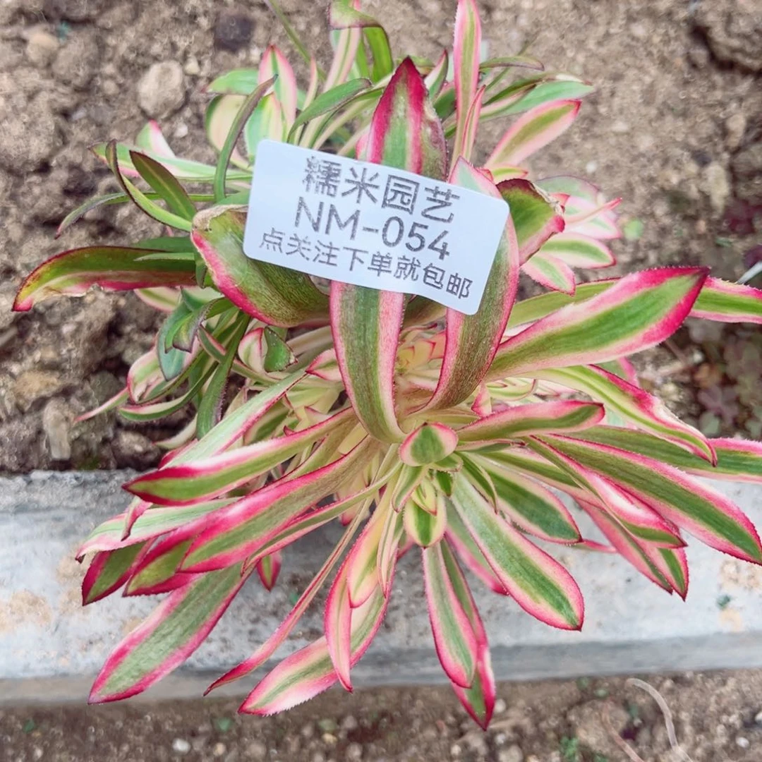 黑法七彩多肉植物054