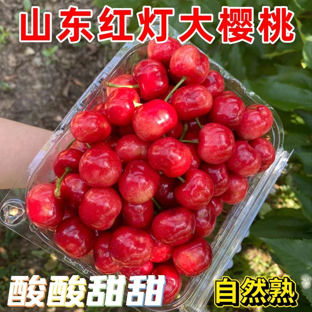 【烟台大樱桃】露天樱桃红灯樱桃现摘现发大果酸甜可口空运包邮