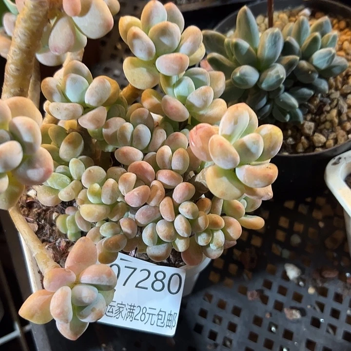 幸运的是我还没遇到你呢我