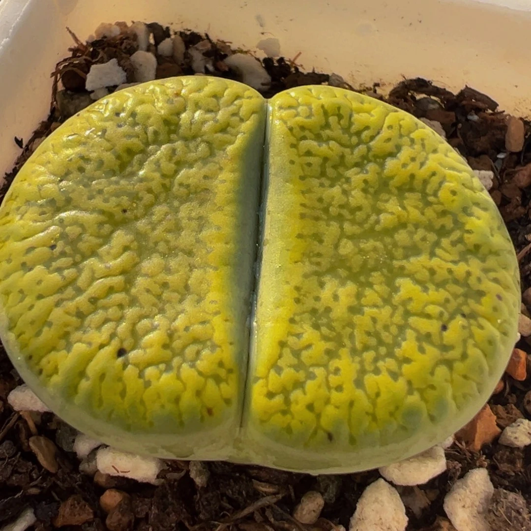 绿体日轮多肉植物带盆