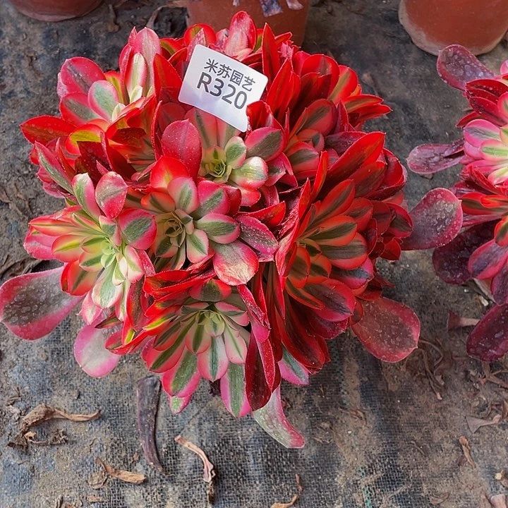 320多肉植物的生长