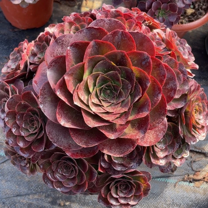 012魅金玫瑰精品法师多肉