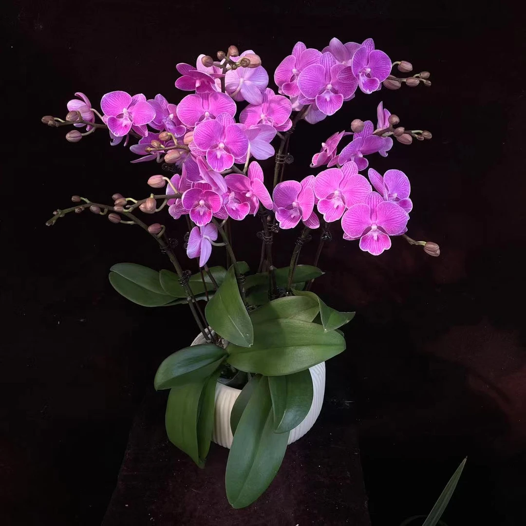 喜兰精选【紫玉美人】 年宵花 紫粉色 客厅摆放 高级精美 蝴蝶兰