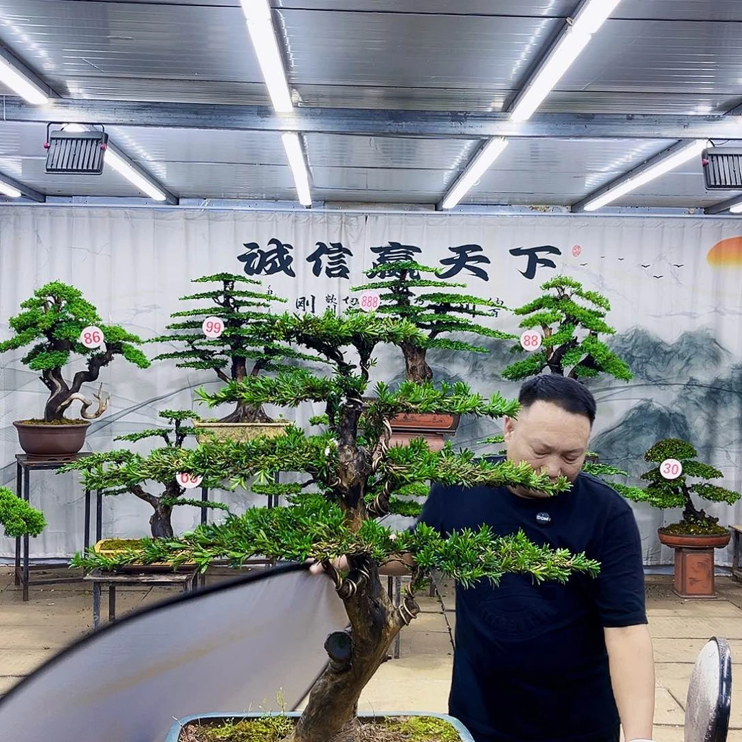 无花朵罗汉松盆景专场直播