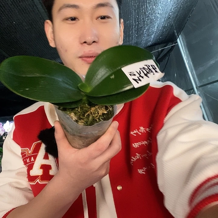 无花朵台大红宝石
