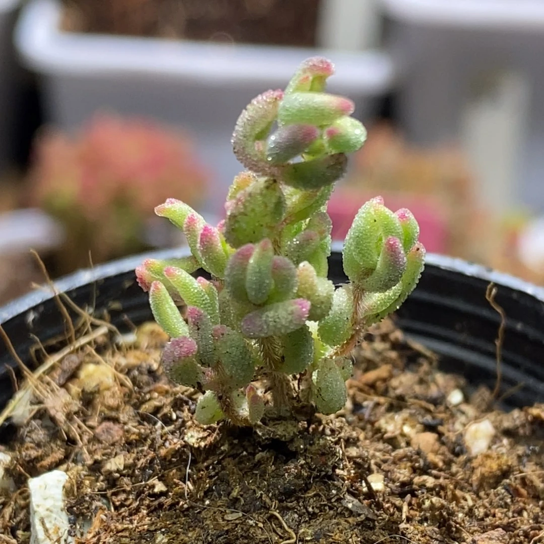 J****^红宝石锦A830福利款