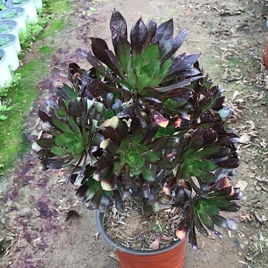 黑法师多肉植物0000025