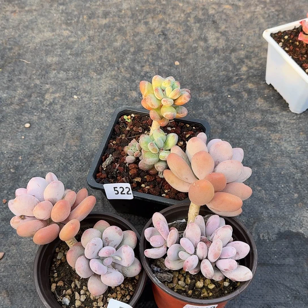 宝**宝3颗 一物一拍 一物一拍