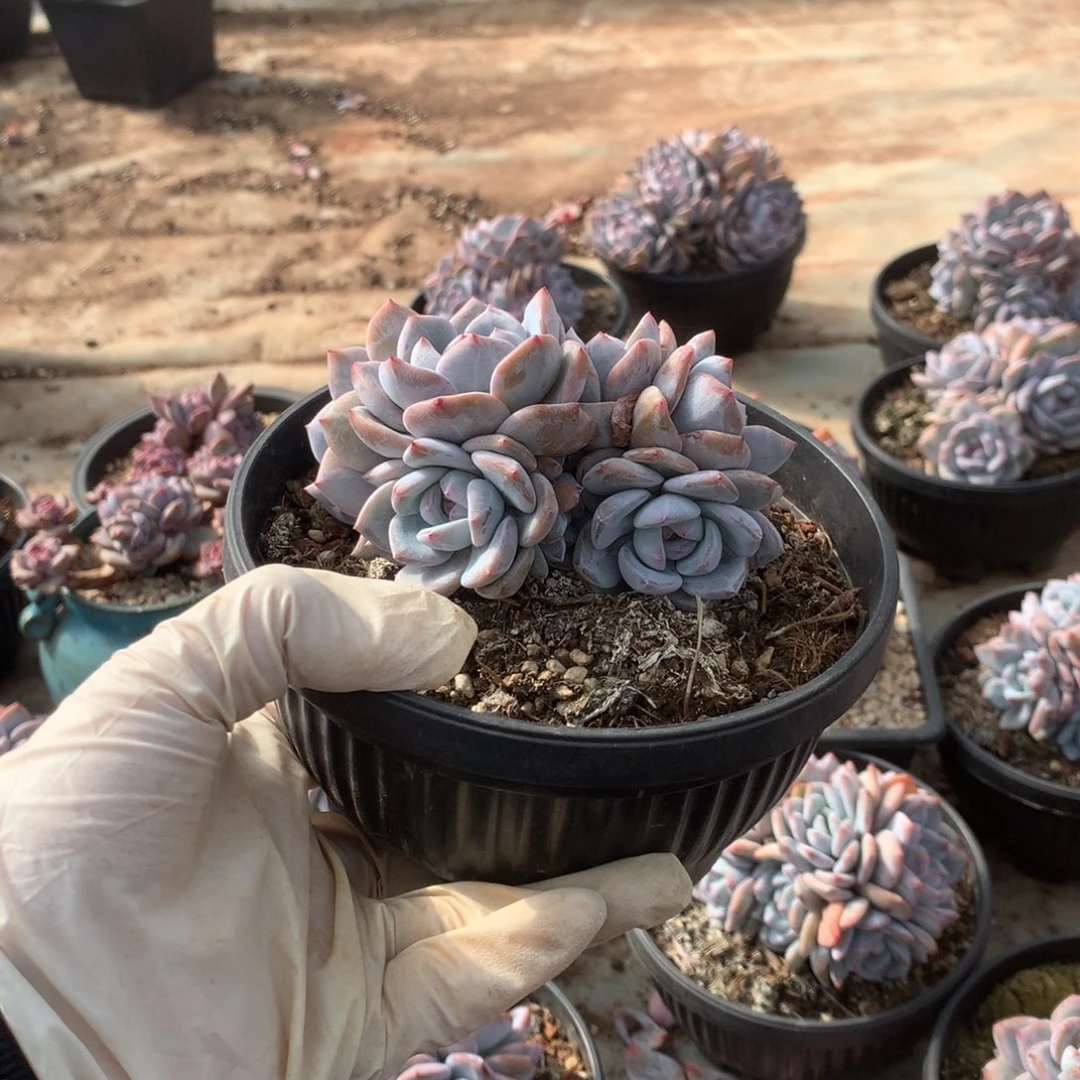 无花朵哈哈哈哈哈哈哈哈哈9