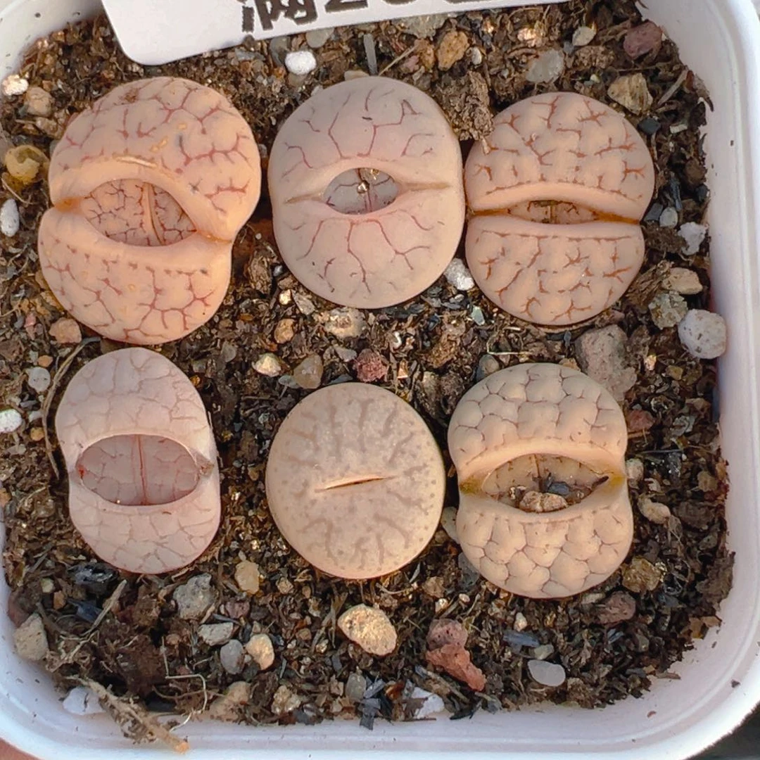 【闪购商品】388……