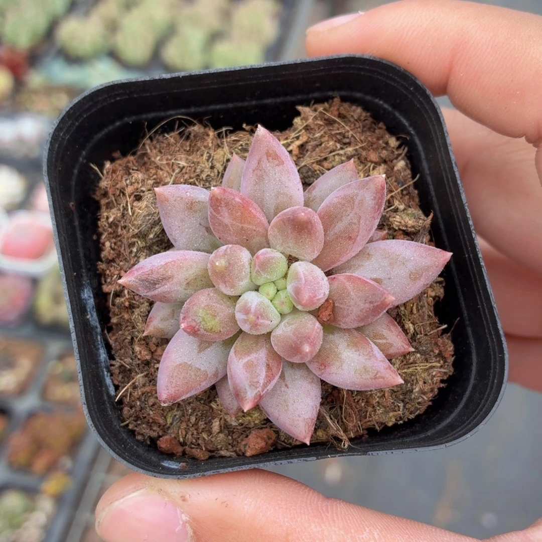 红蜻蜓多肉9.9包邮发货