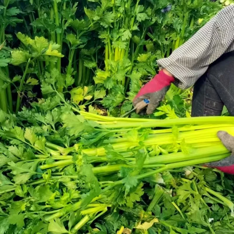 云南芹菜现挖现发西芹榨汁新鲜蔬菜应季蔬菜【5斤装】